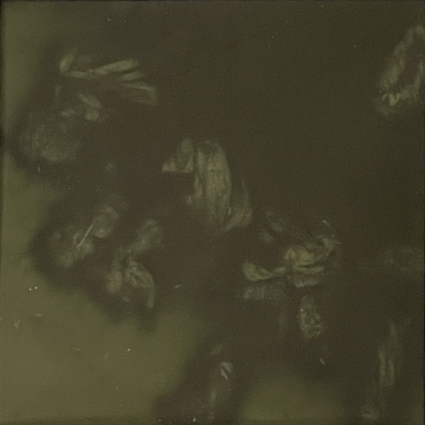 'Untitled', Eko-print (Stockros) på papper (11 x 11 cm)