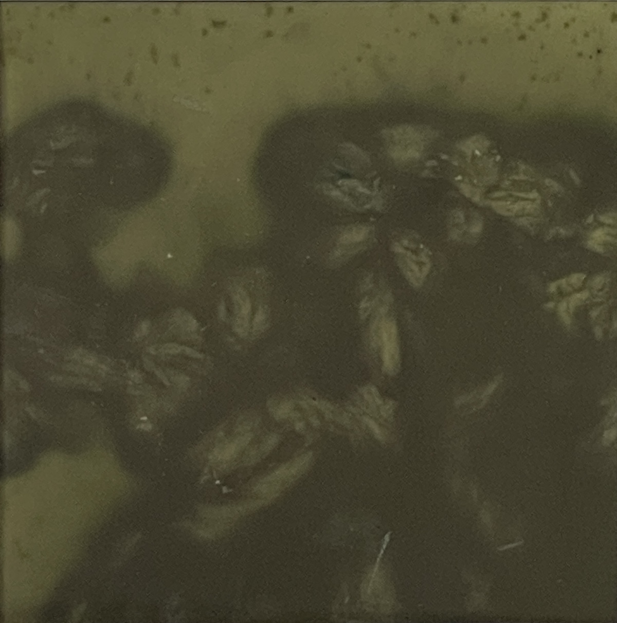 'Untitled', Eko-print (Stockros) på papper (11 x 11 cm)